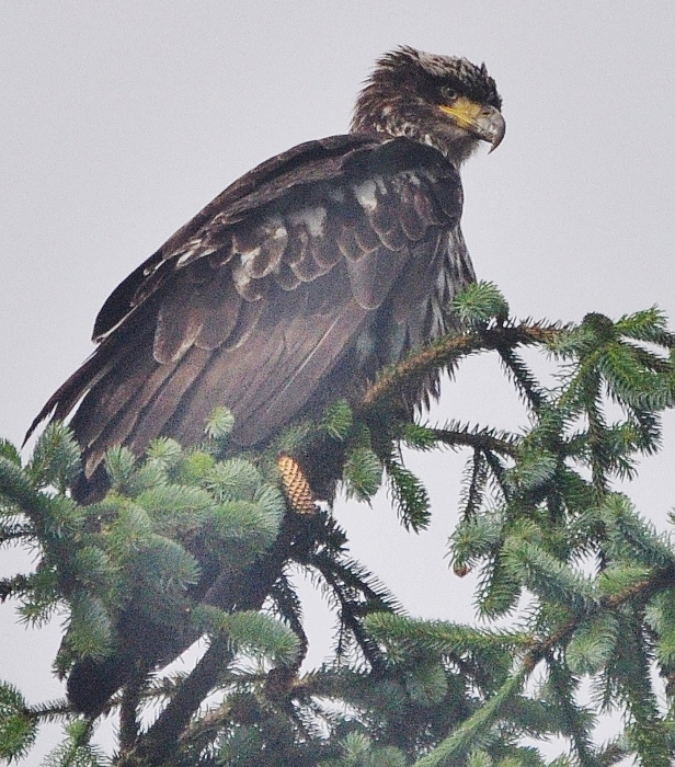 juvenile eagle in tree top